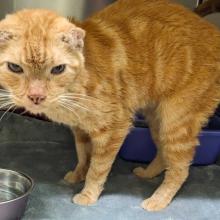 Orange cat with silly ears