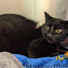 Black cat lounging in kennel