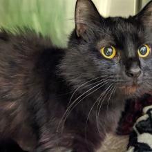 Black Domestic Medium Hair with golden colored eyes