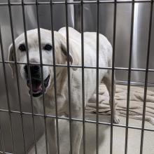 Dog in kennel with lumps on back