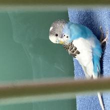 Blue/White/Gray Parakeet 