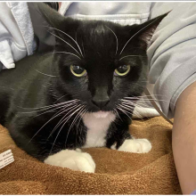 Tuxedo cat