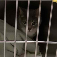 Grey white cat in kennel