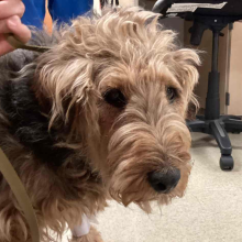 Cute Airedale Terrier Dog