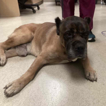 Brown Mastiff Dog laying on ground