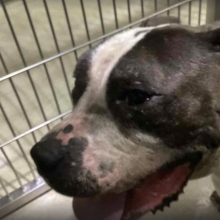 A brindle and white american pit bull terrier