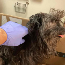 dog in cardboard box being pet by med team staff