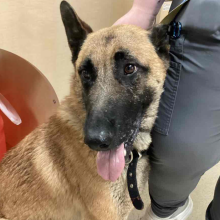 Dog panting by leg of med team staff member