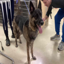 Found Canine Male German Shephard Approx.. 4 years old. Black brown MCD18754