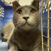 Cute grey cat in a carrier with a clipped ear