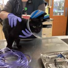 Black Domestic Shorthair Cat
