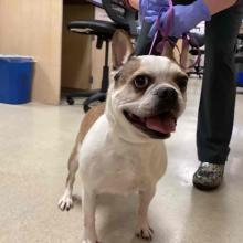 White/Tan Frenchie