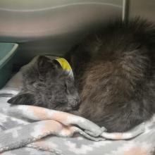 Grey/Brown Short haired adult cat missing some fur 