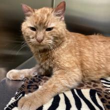 Senior orange tabby cat 