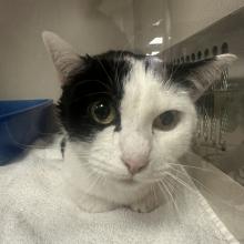 Male Black and white feline found in washington county
