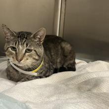 grey/black/white tabby 