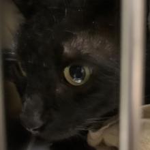 YOUNG MALE DSH BLACK CAT