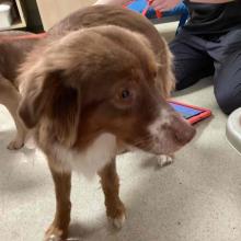 A red Australian shepherd with a white nose area and belly