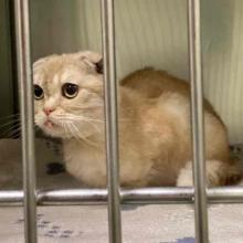 A orange/tan Scottish Fold cat