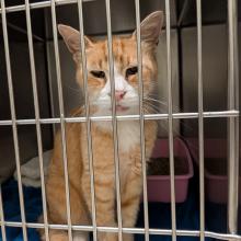 short haired orange tabby cat sitting in a kennel