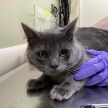 Cute grey cat being held