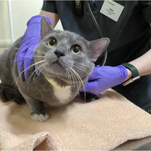 Cute grey and white cat on towel