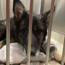 dog laying on blanket in kennel