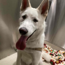 Cute White huskey in kennel