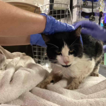 A black and white cat held by gloved hands. The cat has a white snout and lower half including paws. 