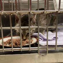 brown tabby cat in a kennel