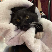 Black and white adult male cat.