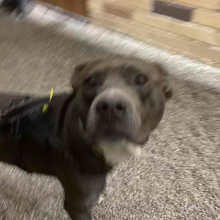 Pitbull Grey in color. Found with red and black harness 