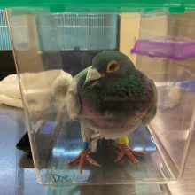 Pigeon with blue metal band and yellow plastic band 