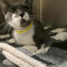 A grey cat with green eyes and white on their chest and parts of their face 