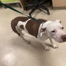 White and brown dog. 