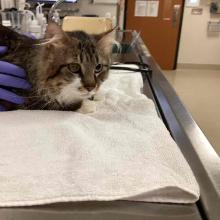 Long haired young adult male tabby cat 