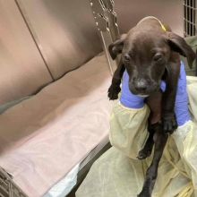 Brown lab mix puppy 