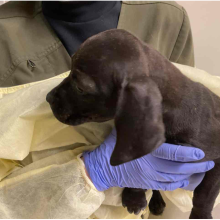 Dark Brown Lab mix Puppy 