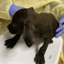 Black Lab mix Puppy 