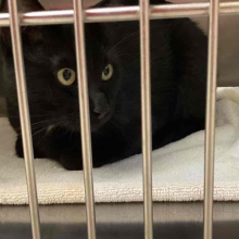 Black domestic shorthair cat