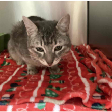 Grey and white short haired tabby male kitten 