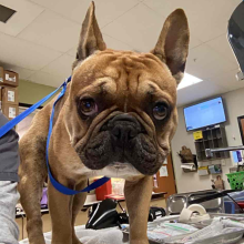 A brown and black french bulldog 