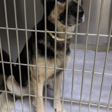 German Shepherd in kennel