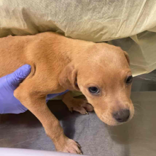 CUTE GOLDEN LAB MIX PUPPY BEING HELD