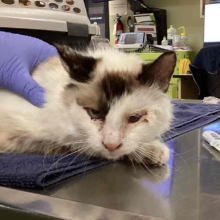 cat on towel being held by medical team staff member