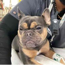  YOUNG ADULT FEMALE TRICOLOR FRENCH BULLDOG