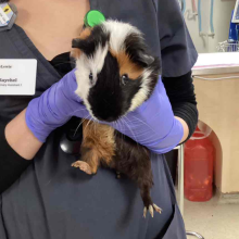 Guinea pig being held by med team staff member