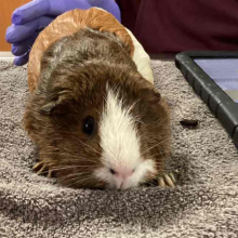 guinea pig laying o a towel