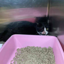 cat hiding behind litter pan with significant eye injury
