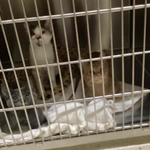 3 out of 5 cats sitting on a towel in a kennel